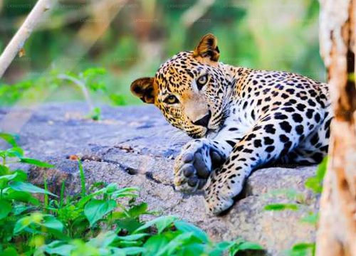 Yala National Park Safari Day Tour