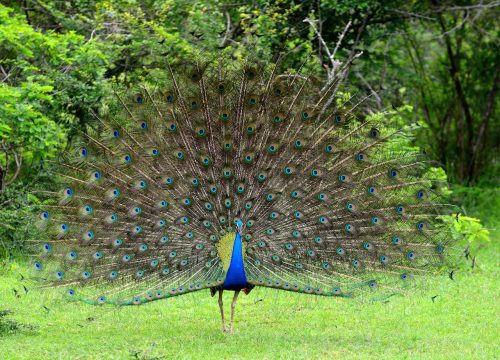 Bundala National Park Day Tour