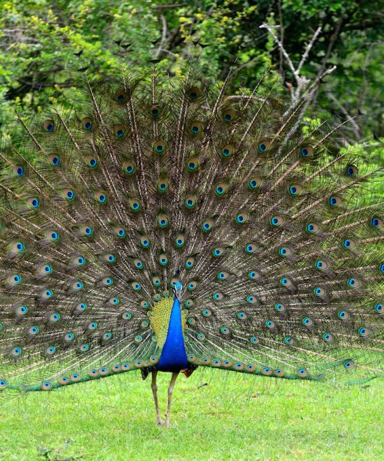 Bundala National Park Day Tour