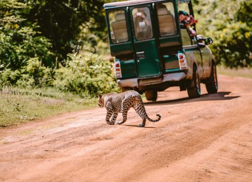 Yala National Park